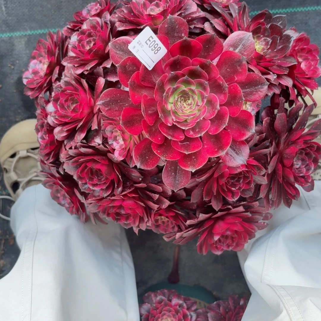 098美肌多肉植物