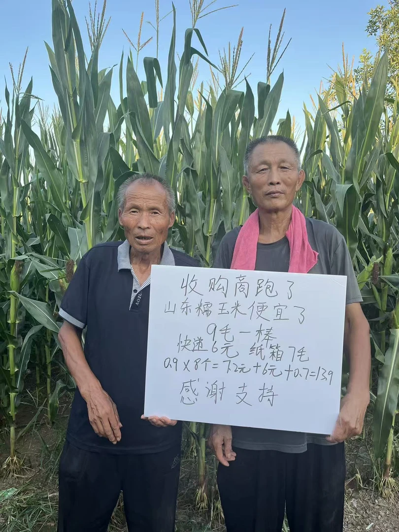 山东当季新鲜现摘带壳甜糯玉米带青皮发货香甜粘糯