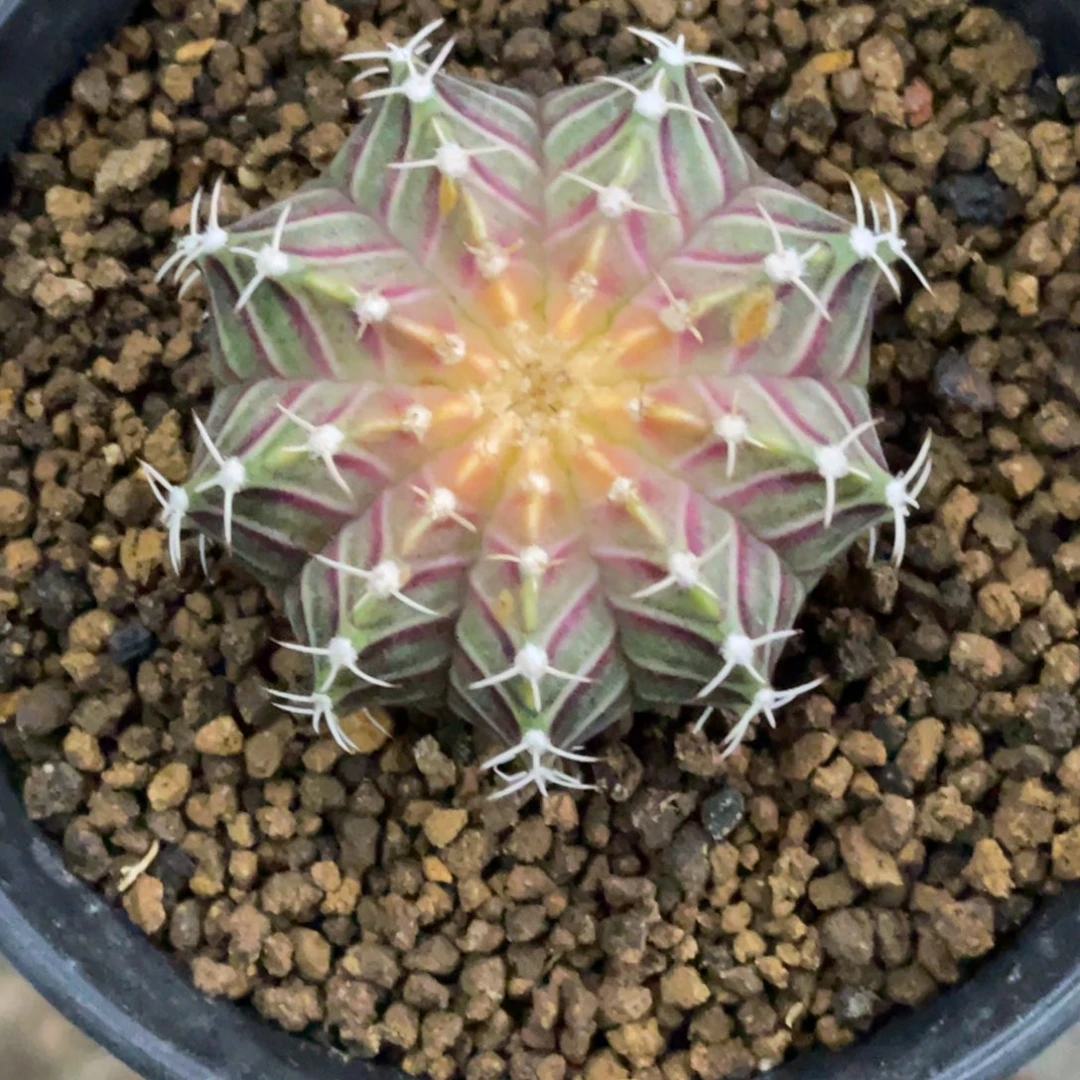 当前无花朵，栽培后可花朵肋骨轮回，干点价
