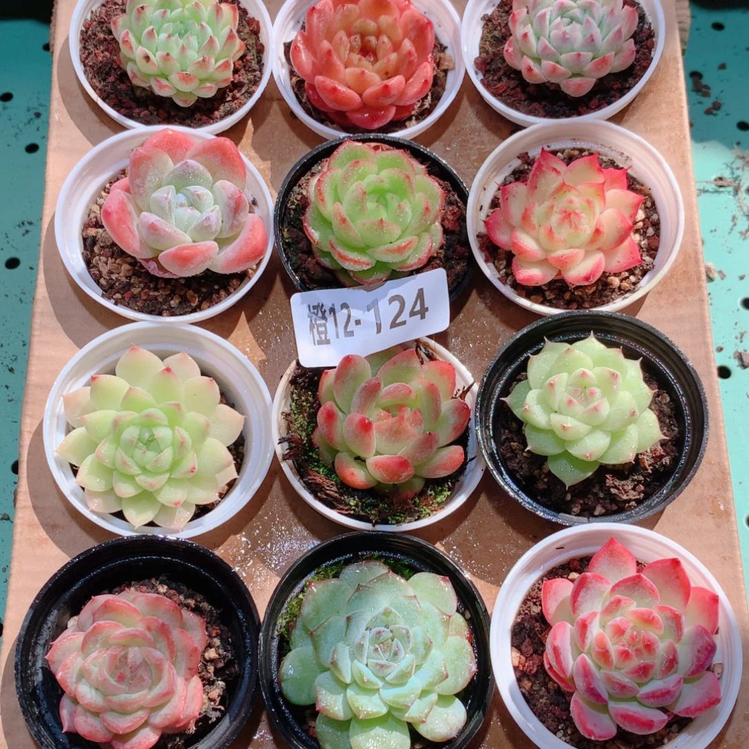 12-124一物一拍多肉带盆18颗