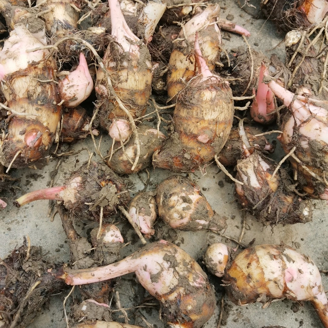 小香酥芋 正宗上海崇明新鲜现挖红芽芋艿粉糯香农家自种美味芋头