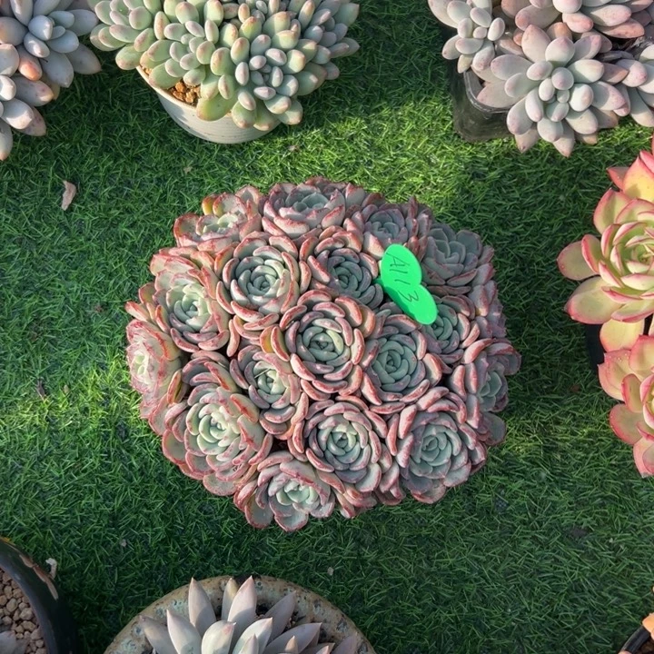 笑***语多肉植物一物一拍