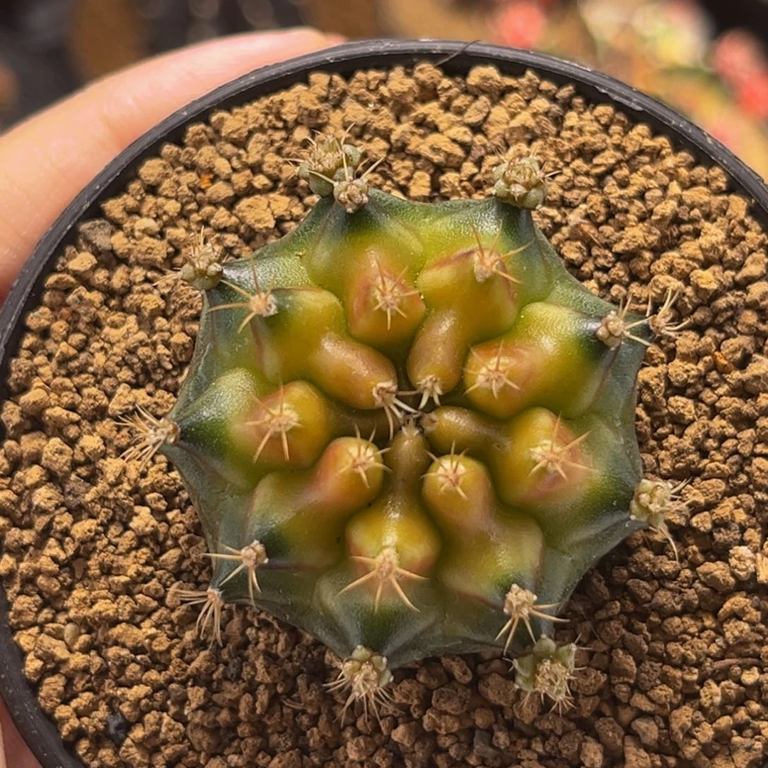 抹茶 米哈仙人球