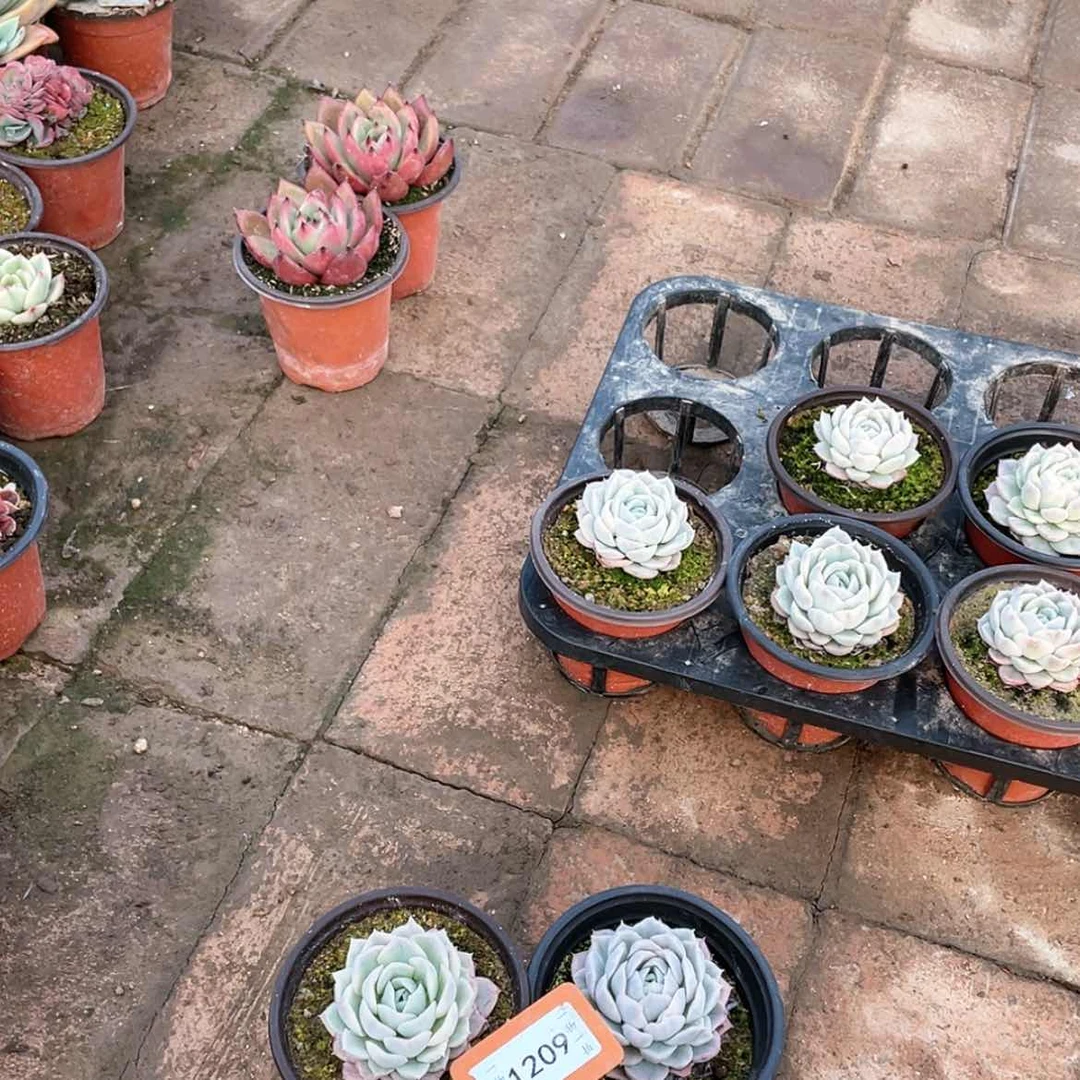 【闪购商品】秋1209号四颗一组