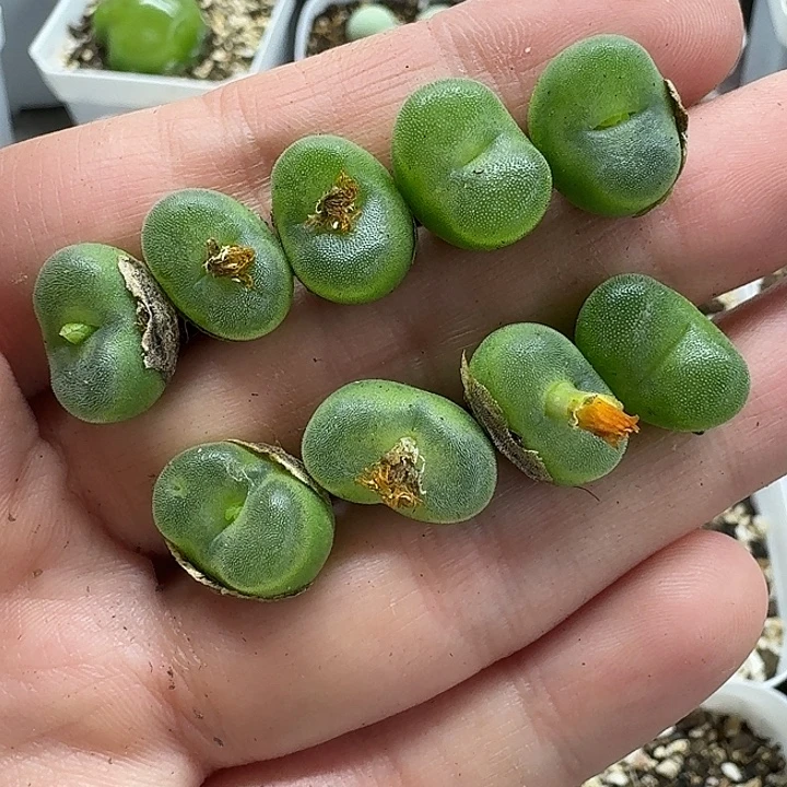 老马生石花水晶鞋2216