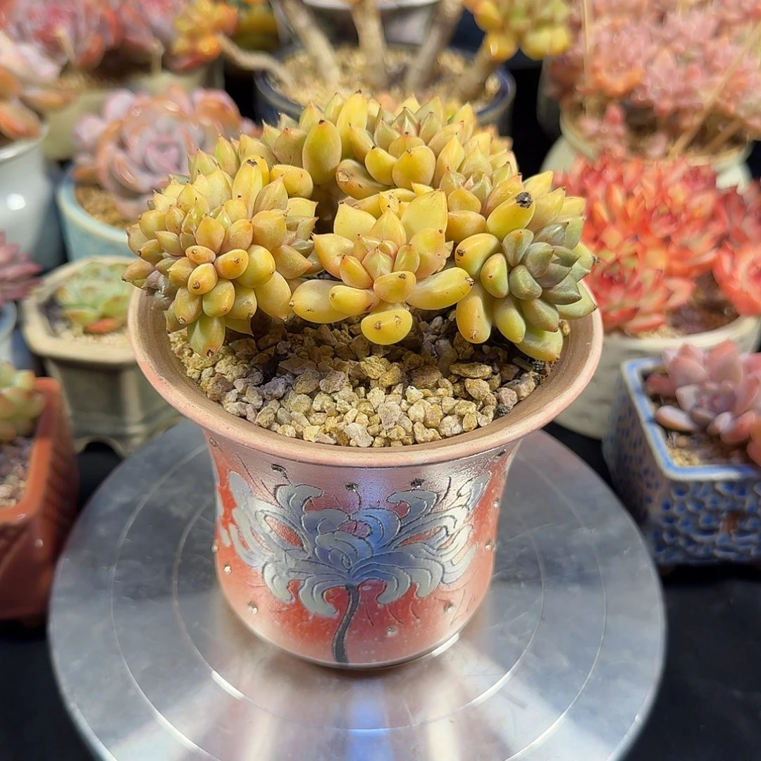 红象牙13cm 带盆土发货满35包邮