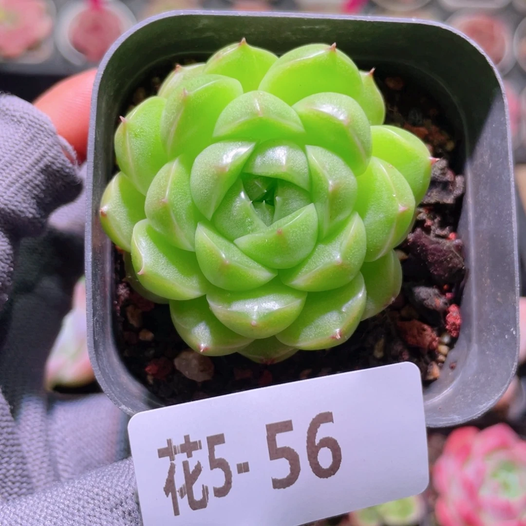 花利美 5-56海王