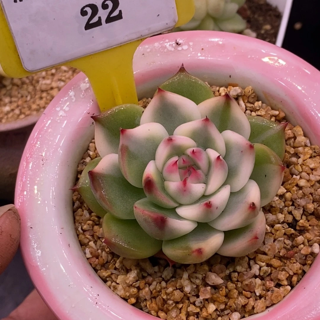 322精控吉娃娃锦，心富轮锦……