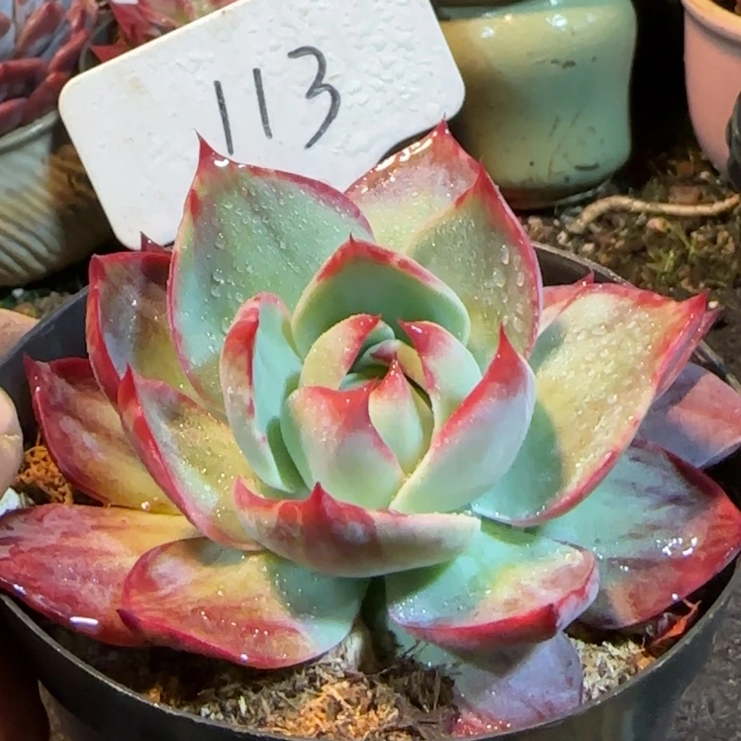 惊鸿一物一拍包装收缩花旱113