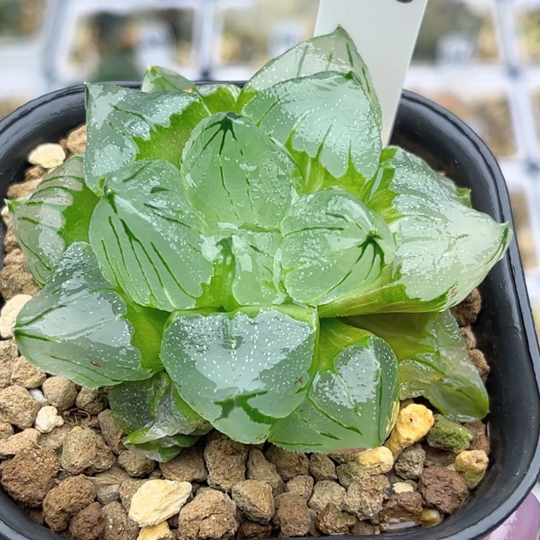 108冰城寿锦福利专场