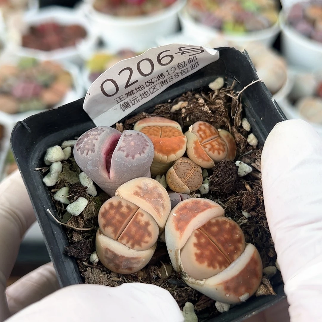 好养易活生石花大母本0206