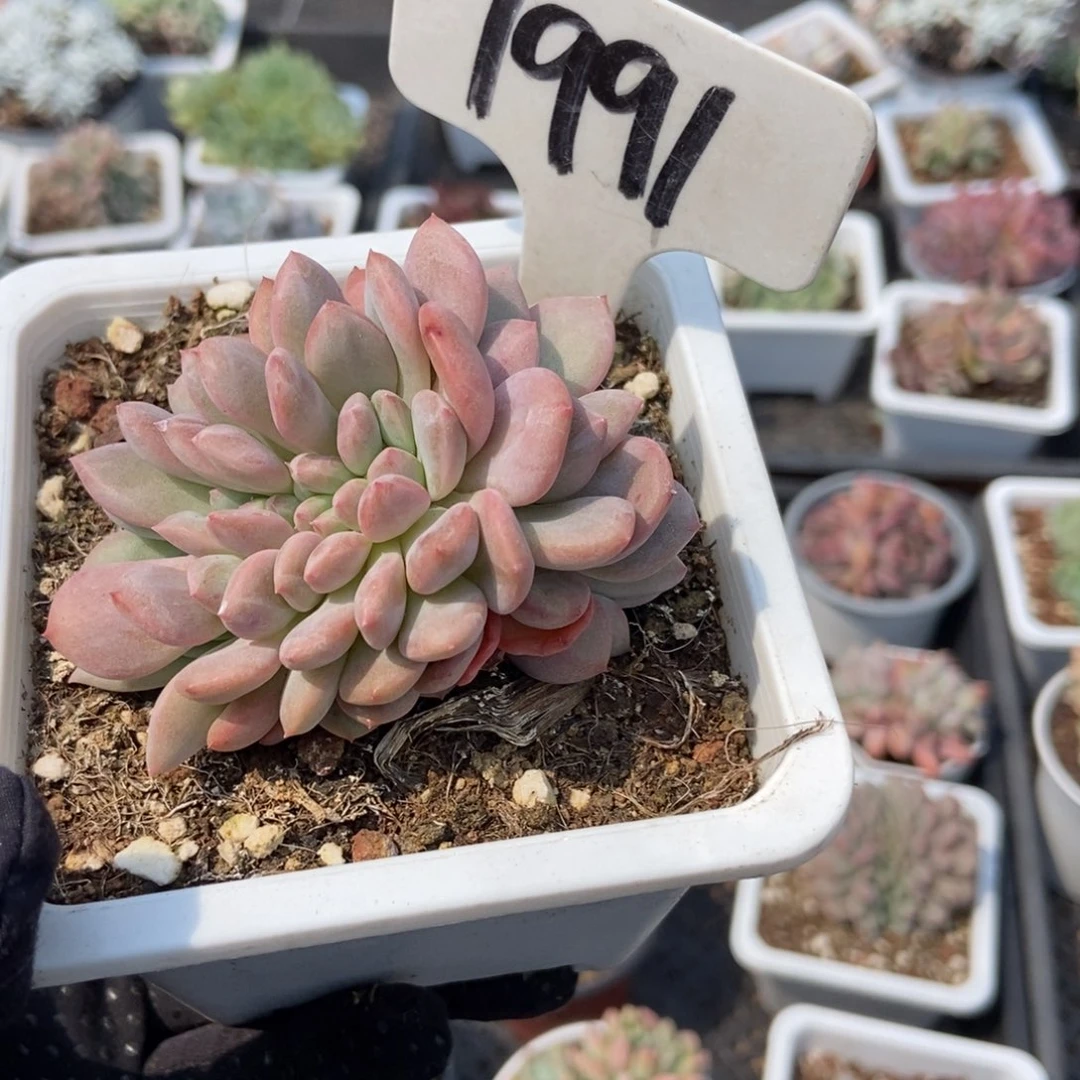 1991爱丽儿缀多肉植物