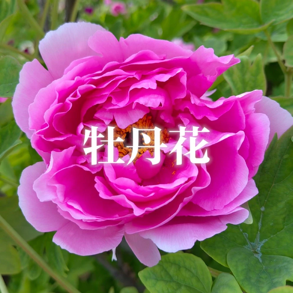 基础油-牡丹籽30ml