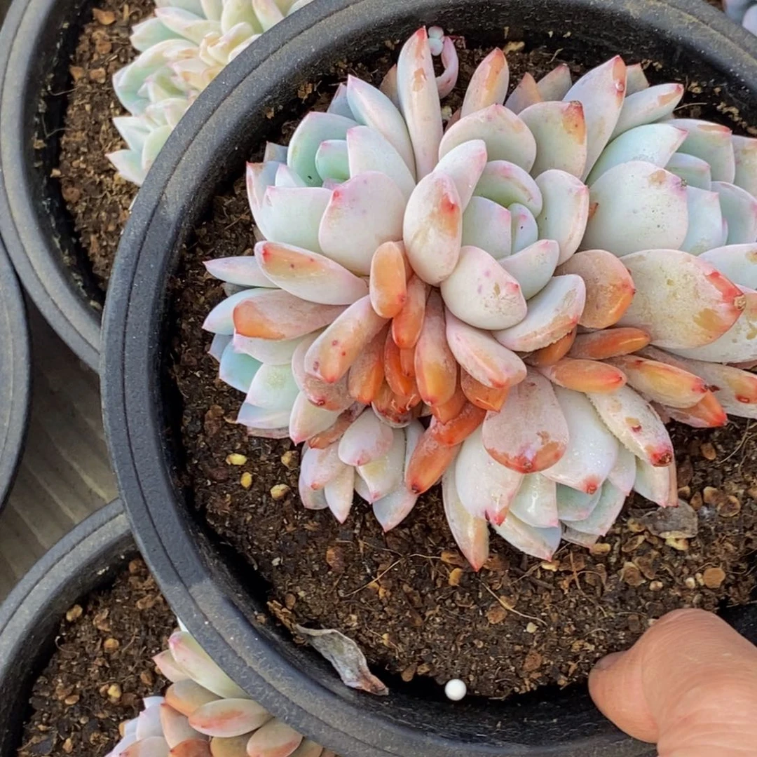 幸*兔多肉植物一物一拍