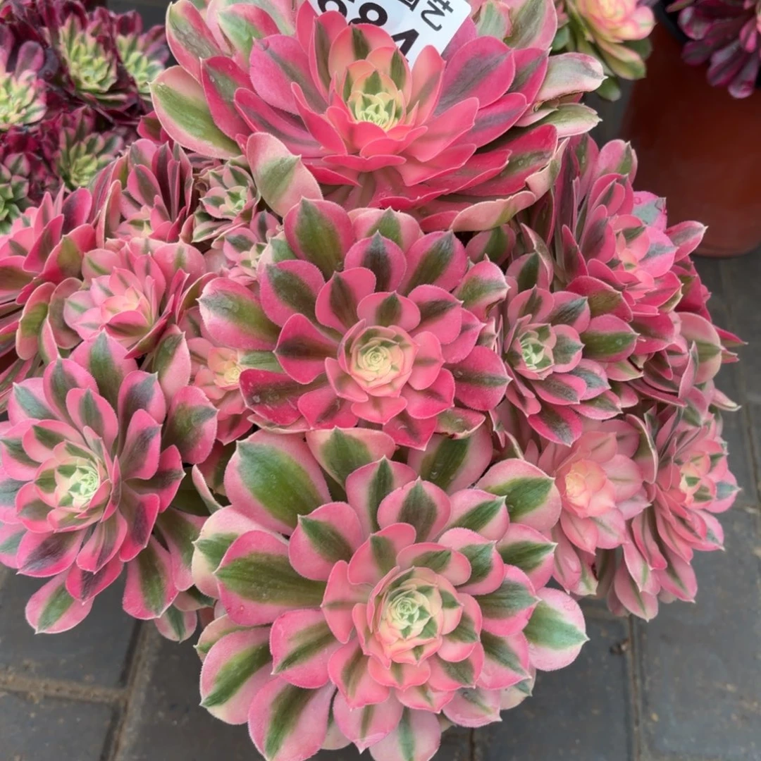 晴***晚粉女巫老桩684肉肉肉肉