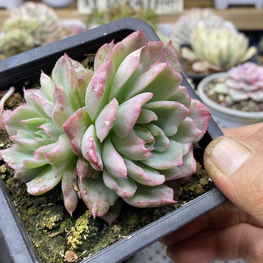 0413 不知名东云冰边雪花锦双头