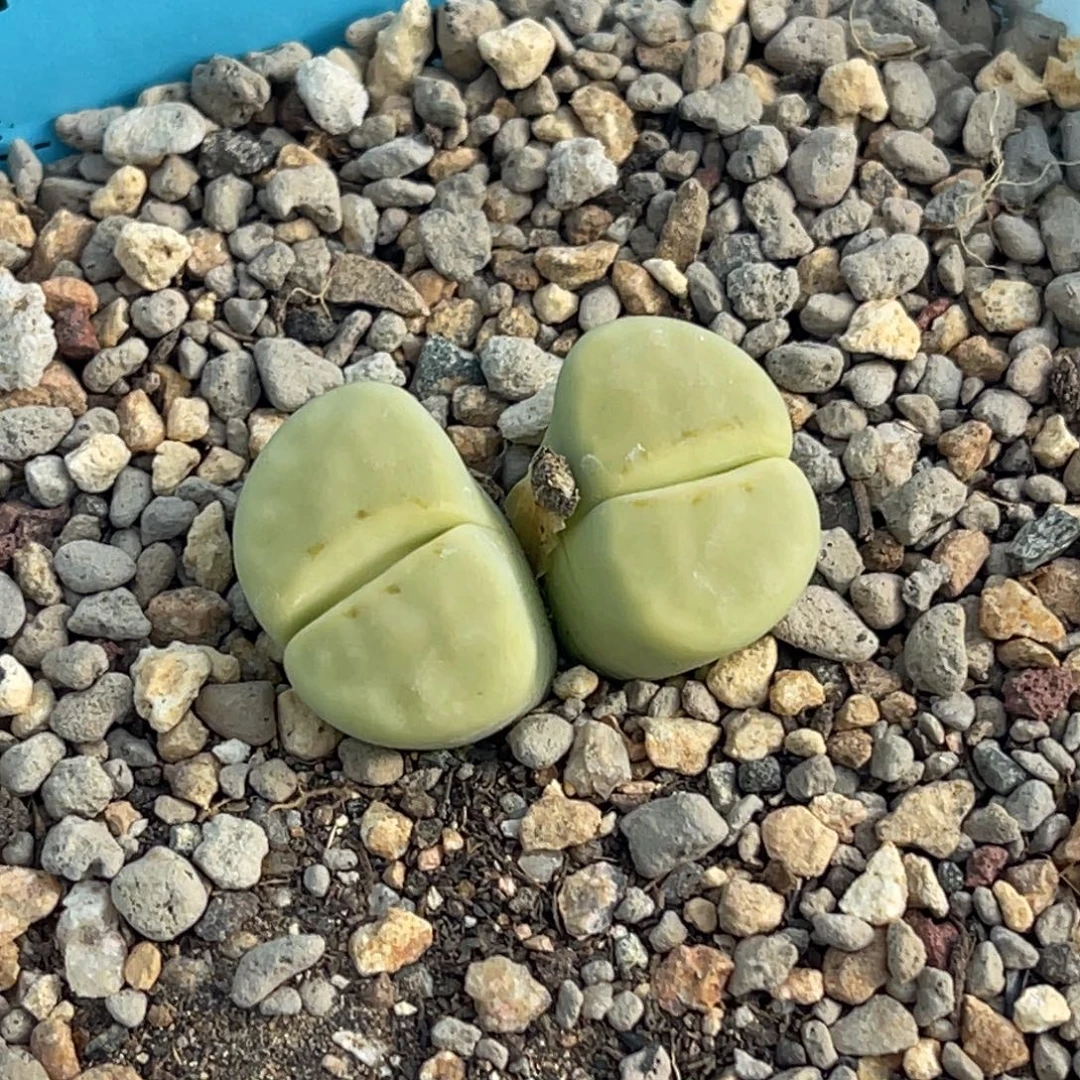 6967双头奶油寿丽一颗