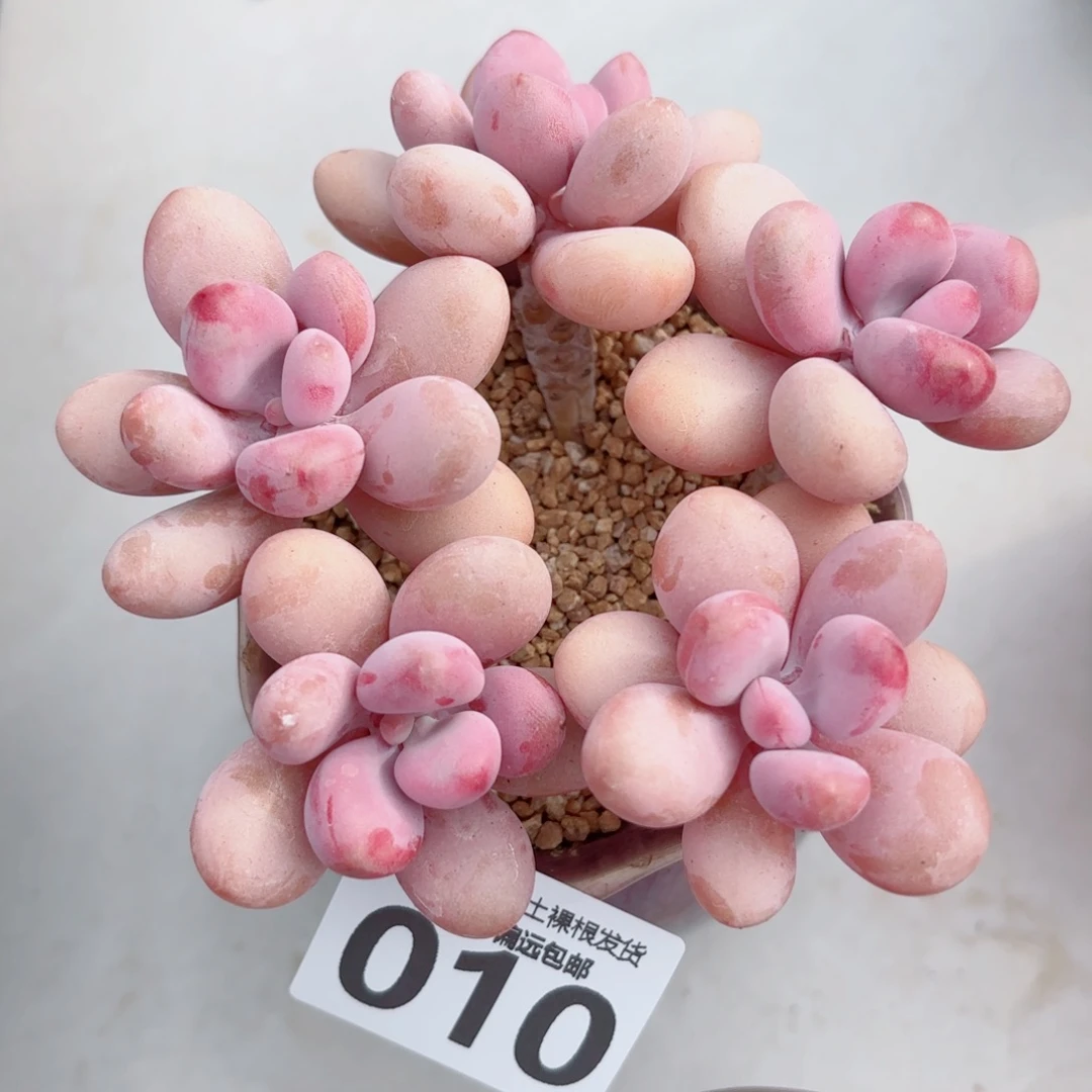 糖果桃蛋5头老桩多肉多肉