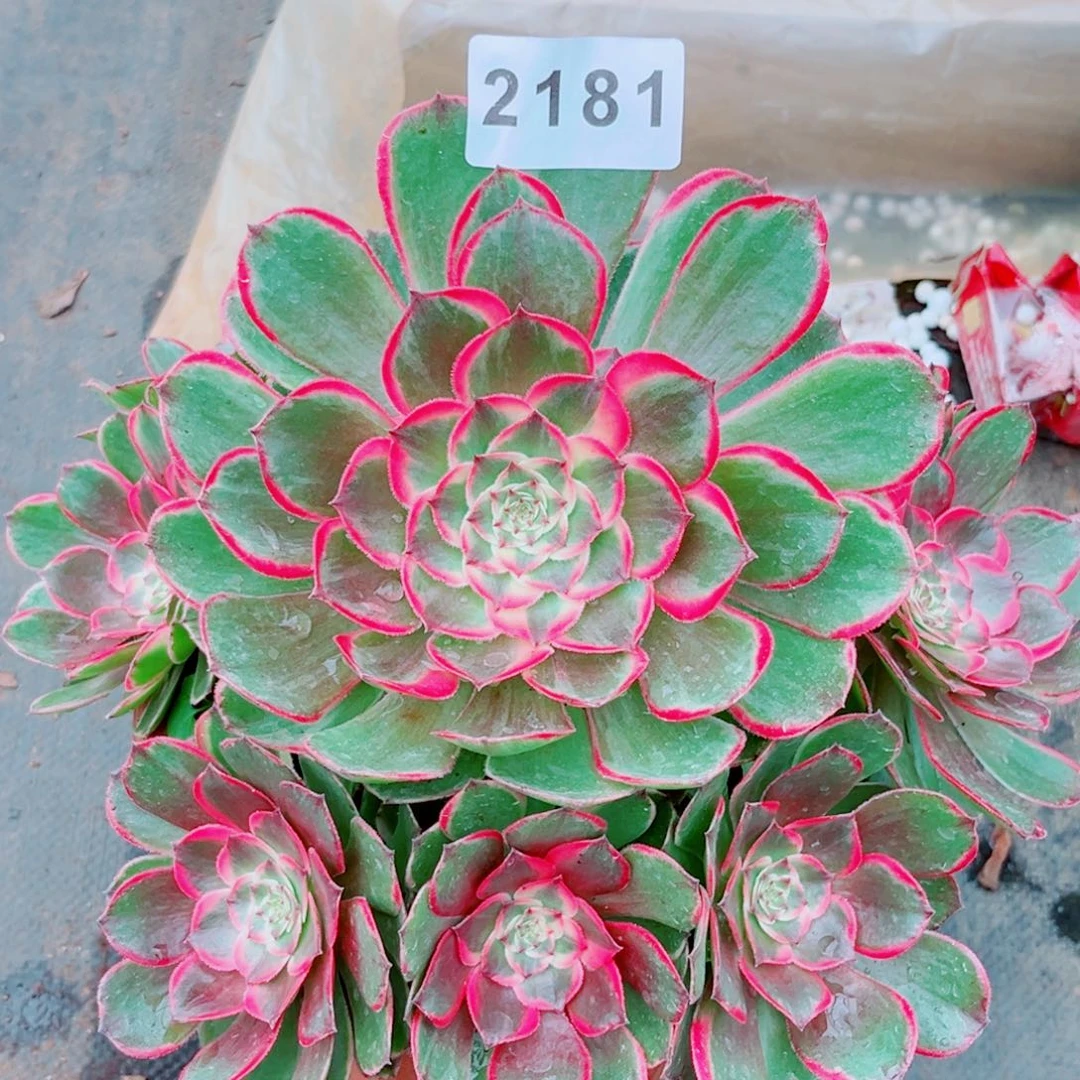 粉花妖特价多肉发货