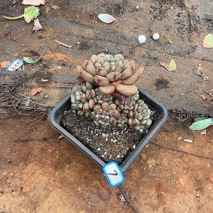 7葡萄一物一拍多肉
