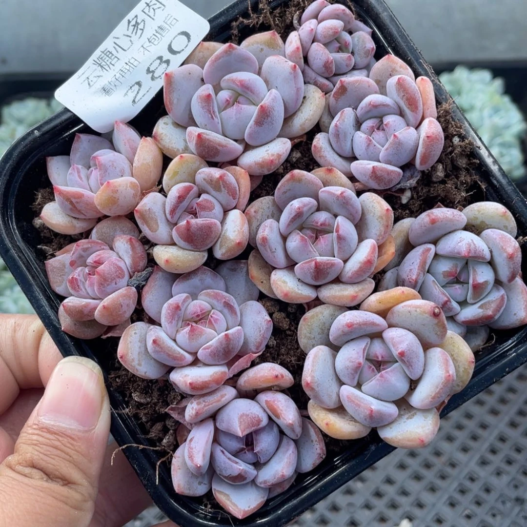 云糖心多肉植物280