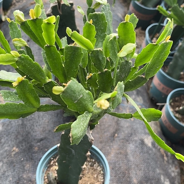 1号丽斯开花非常好看