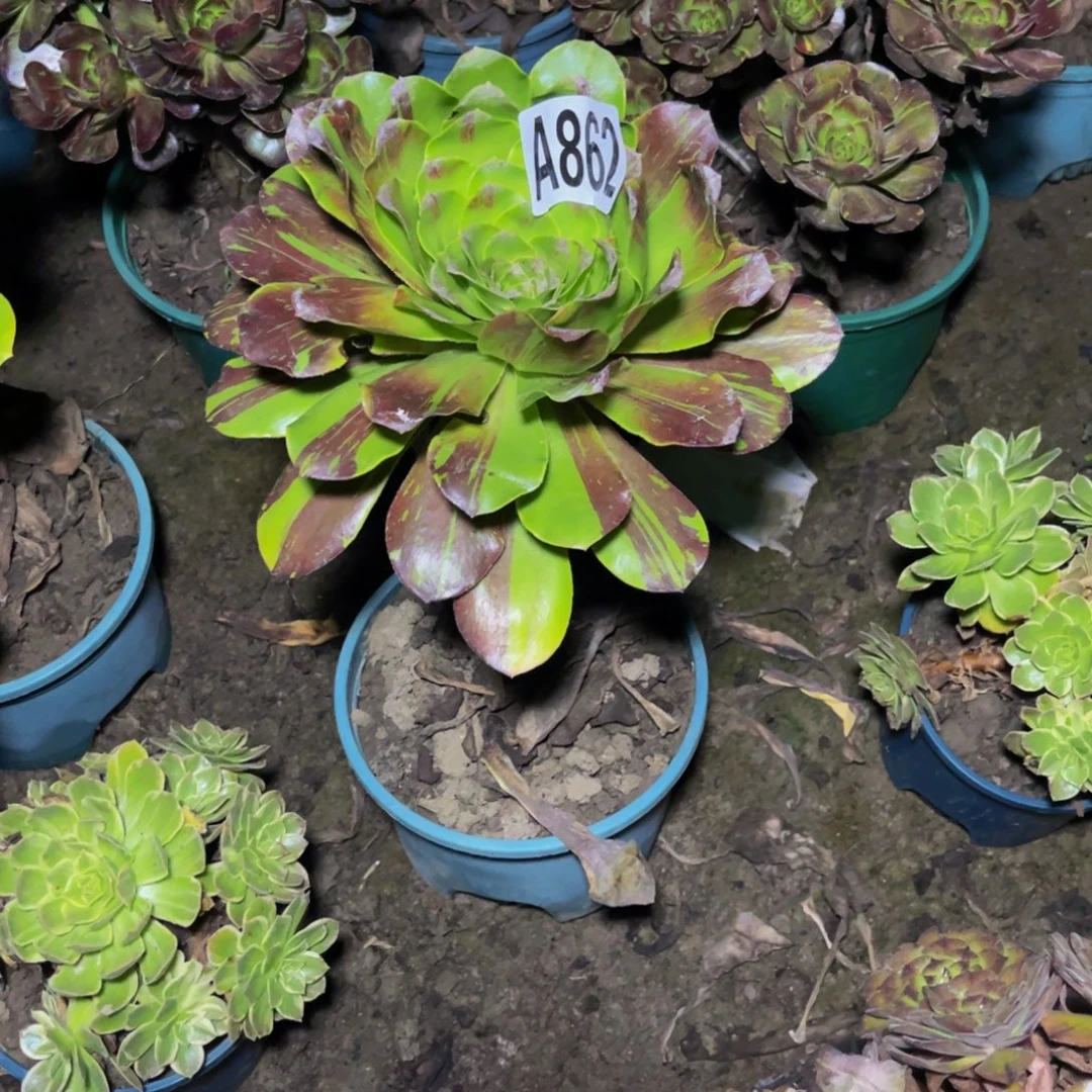 花瓣路法师26////5包邮