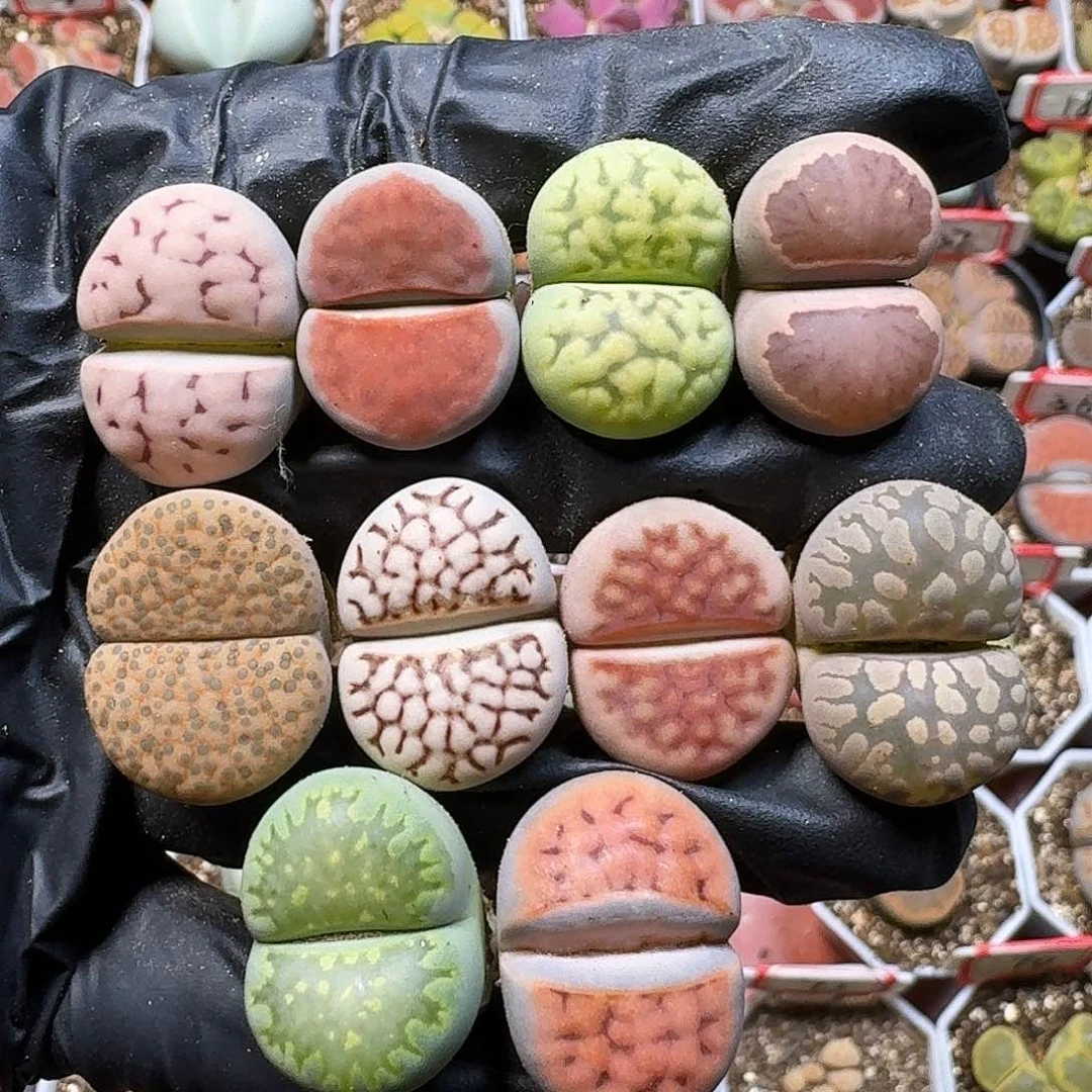 生石花111111111。   162