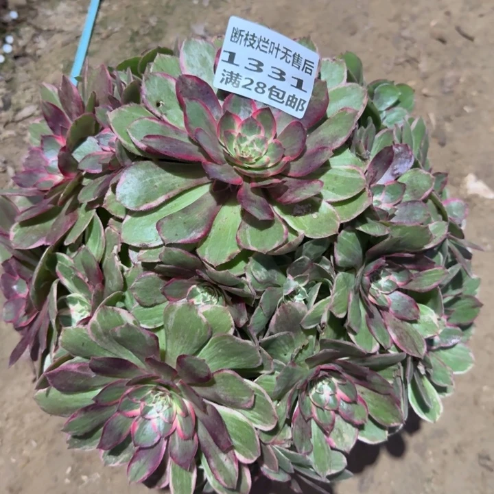 丽***1331二号棚莲花座C