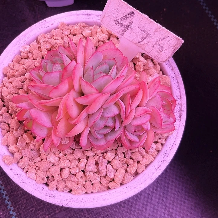 云**淡我是第一百个为妖刀应援的阴阳