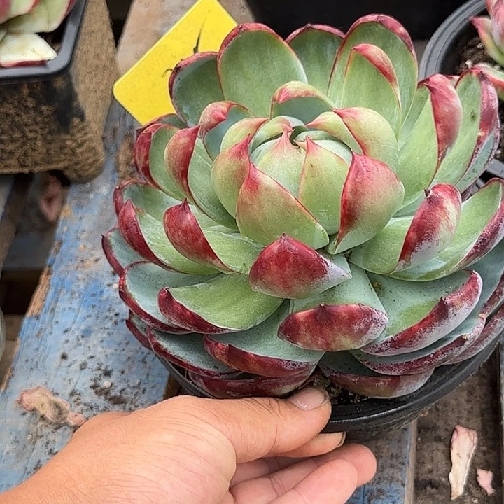 内购惊鸿一物一拍包装收缩花旱315