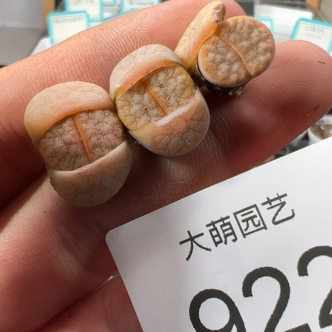 0000922 清盒福利微瑕无售后……