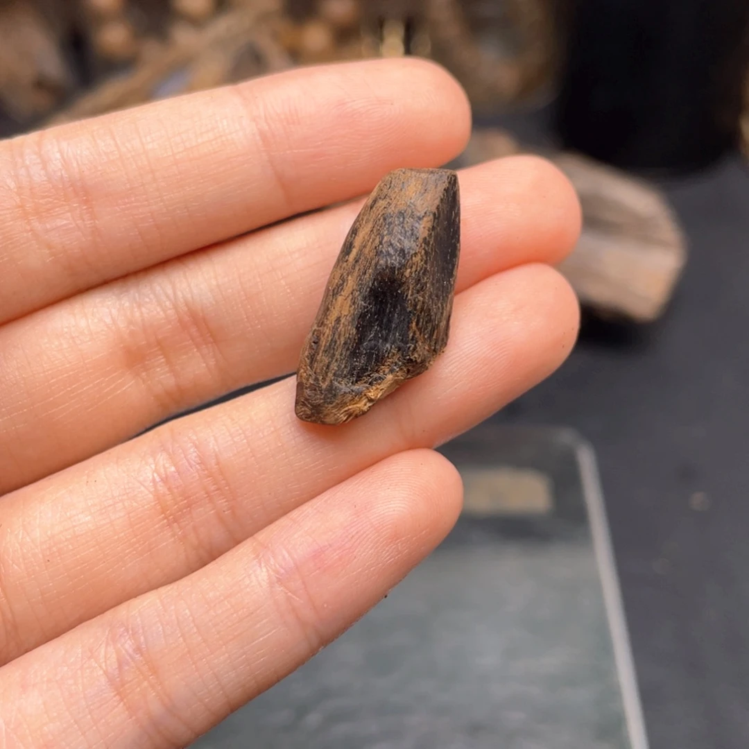 香榧木1克海南大山舍利子（老香胆）