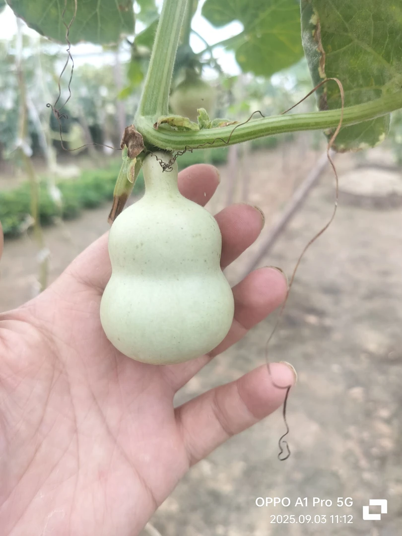 葫芦通货默认微瑕1