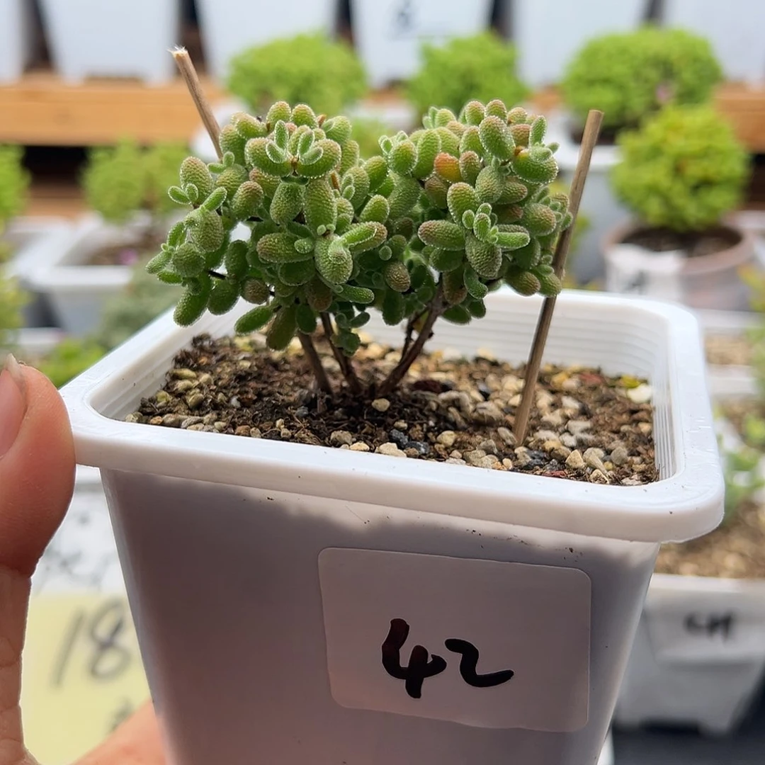 42号冰糖6.4多肉