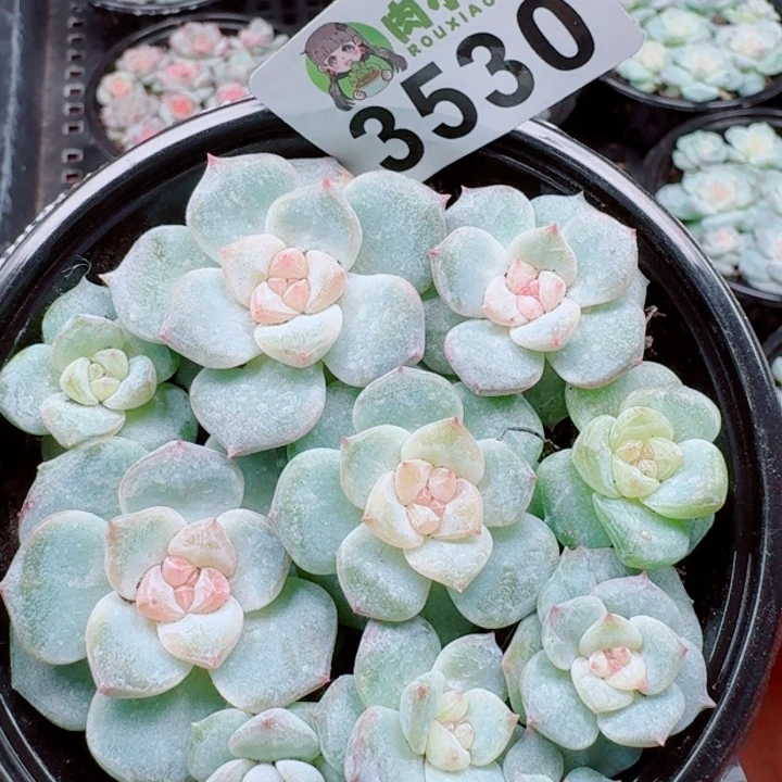 多肉植物多肉植物