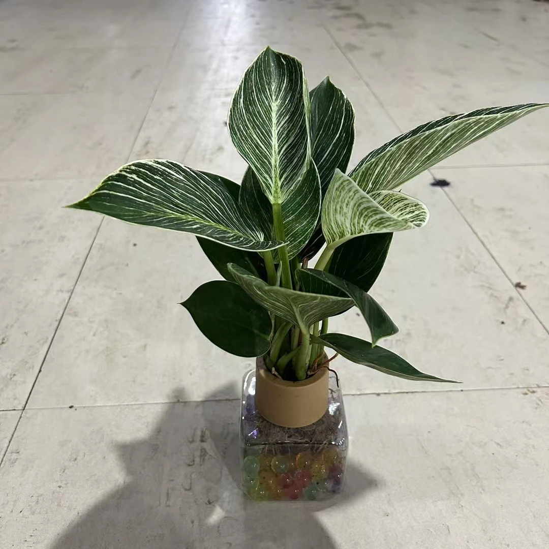 彩珠水培铂金钻绿植盆栽