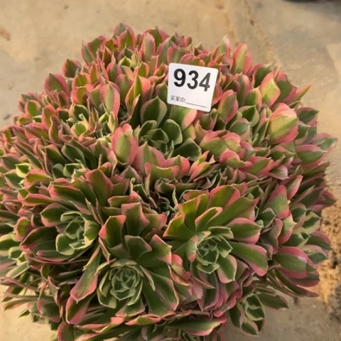 934白凤30厘米左右