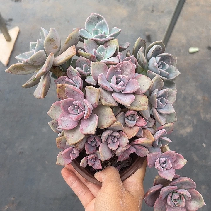 晨语多肉，一物一拍彩虹糖