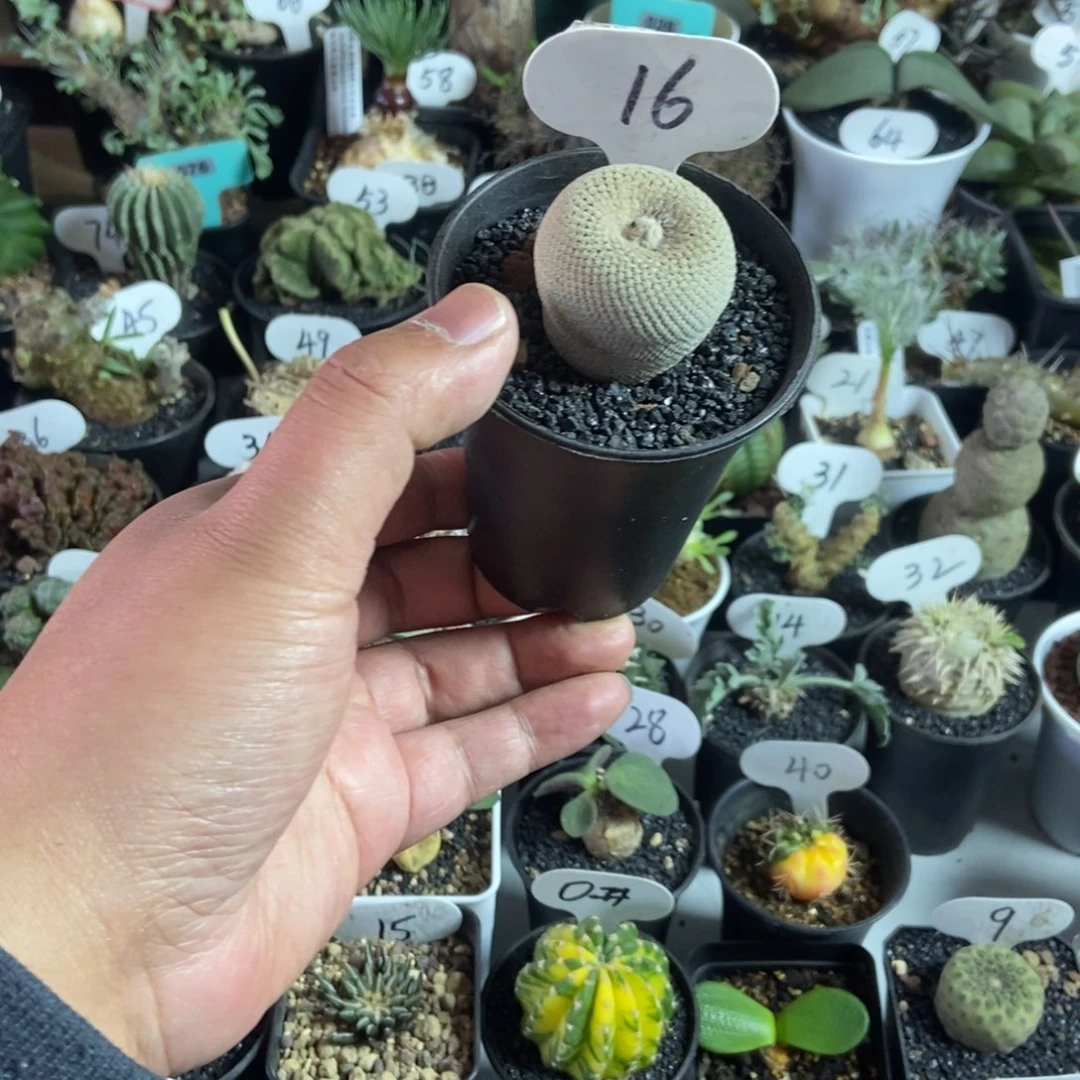 小人帽一个一物一拍