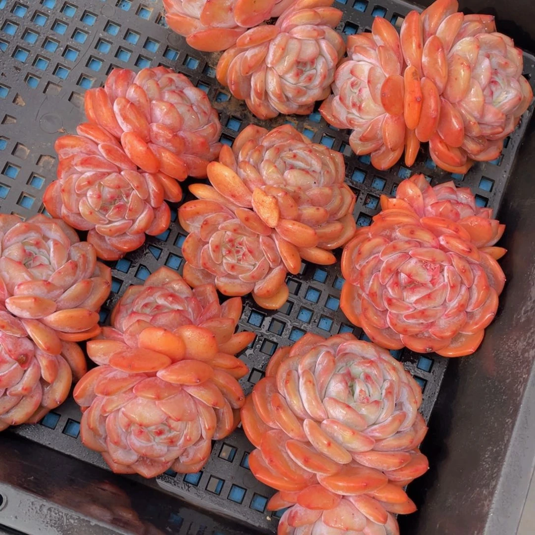 量拍4号宽叶石榴籽梦露双头母本老桩一个