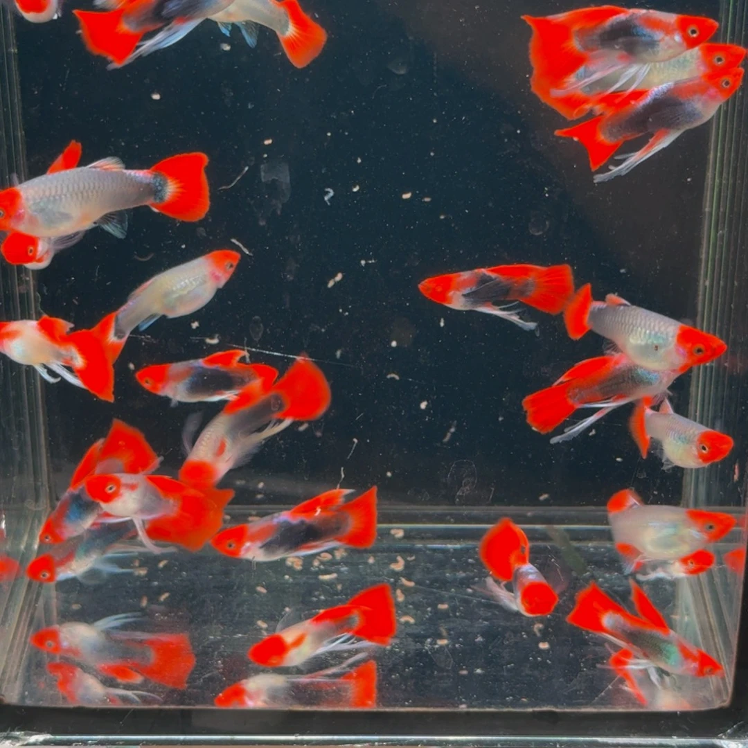 1.5-4厘米淡水不分公母深海蓝贵族缎带大c,2对