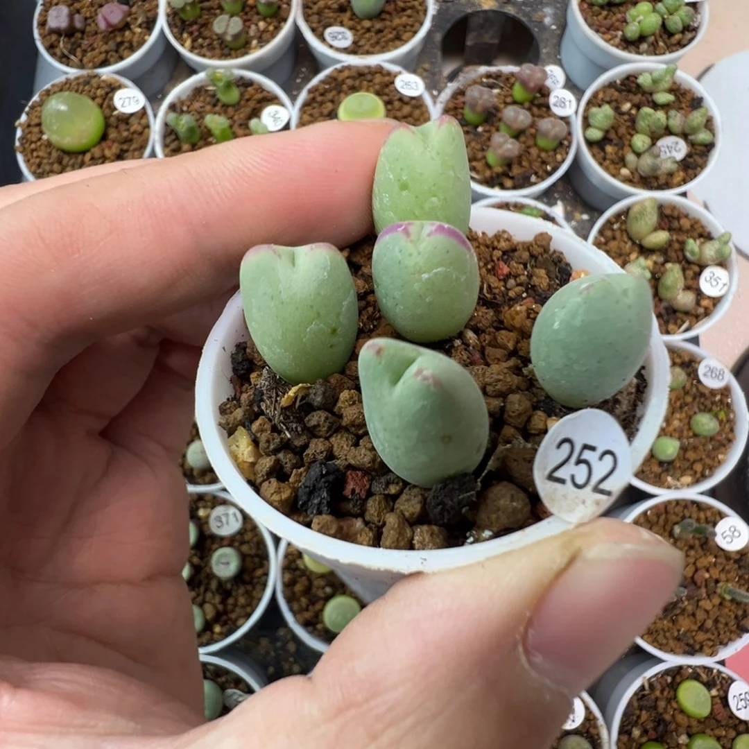 皮卡丘一颗脱土252000