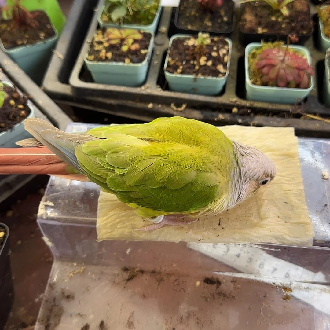 完全开放小十一鹦鹉