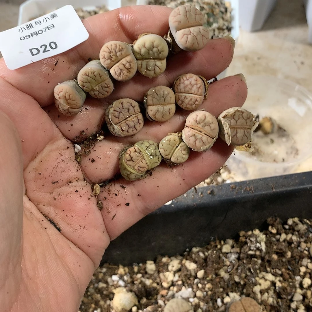 小*光D20多肉植物保护研究所