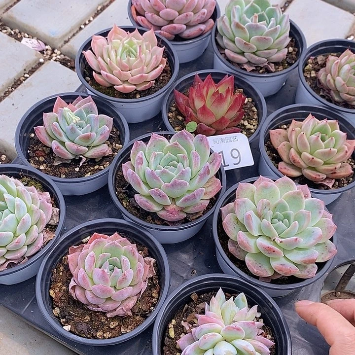 19 多肉植物盆栽花卉植物