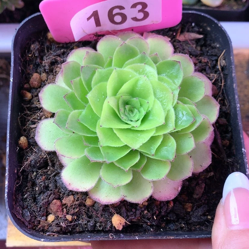 【闪购商品】风**?明镜惊鸿163