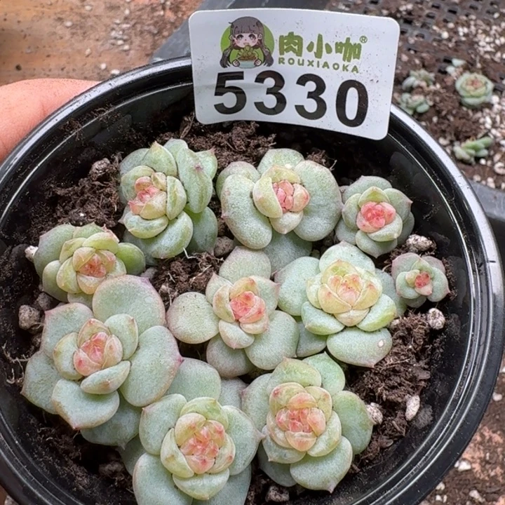 多肉植物多头植物