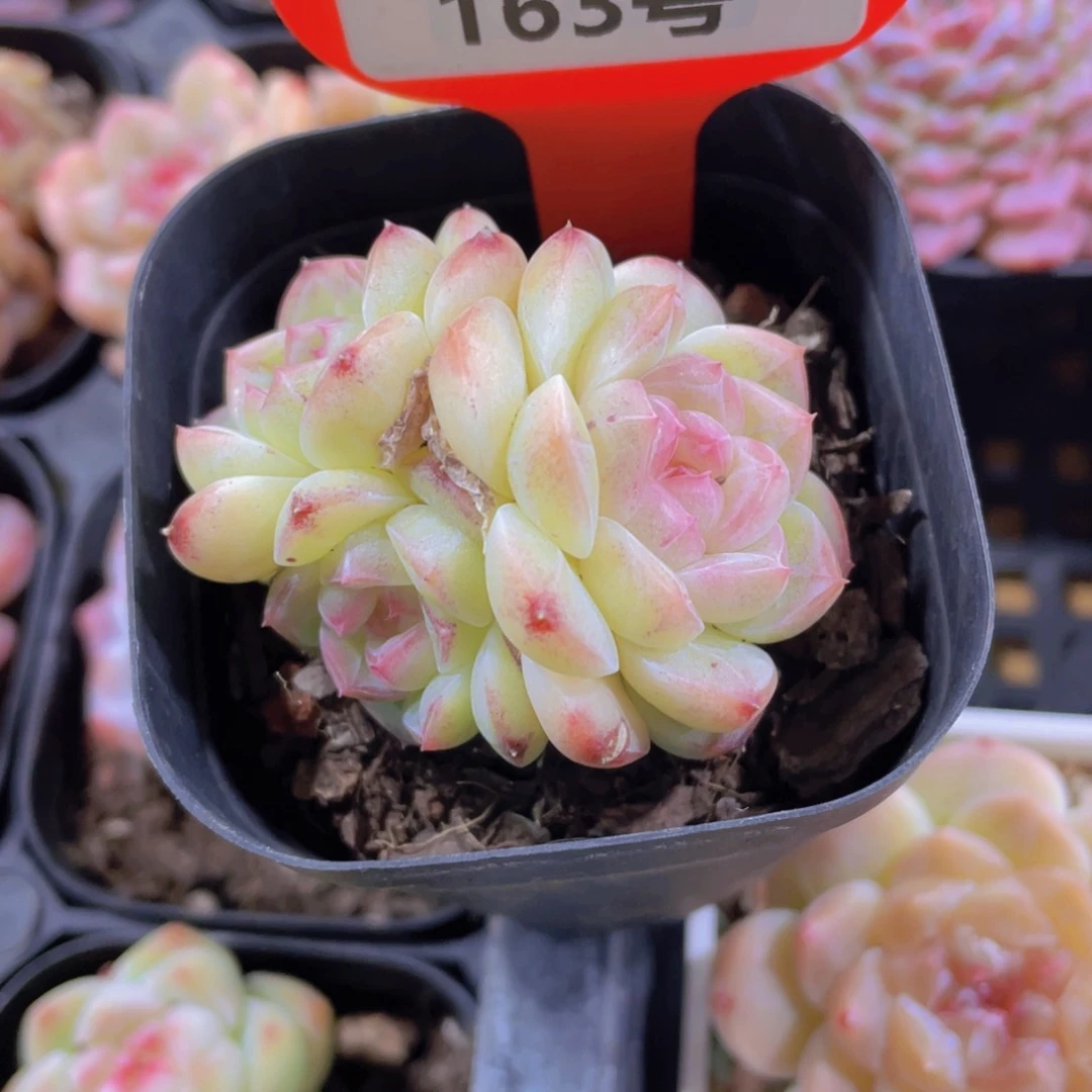 163号 丸叶糖心白桃汽水