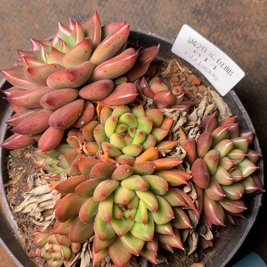 【闪购商品】云614号